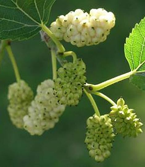 MORUS alba 'Eldorado'